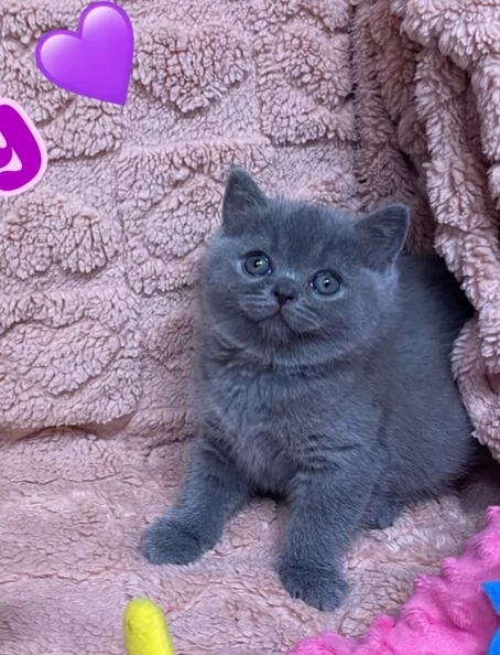 Stupendi British Shorthair blu gattini