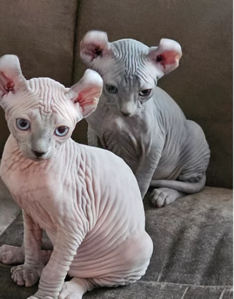 Canadian Sphynx gattini in adozione