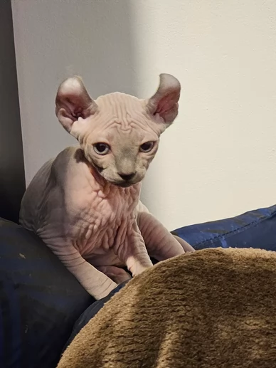 Canadian Sphynx gattini in adozione | Foto 0