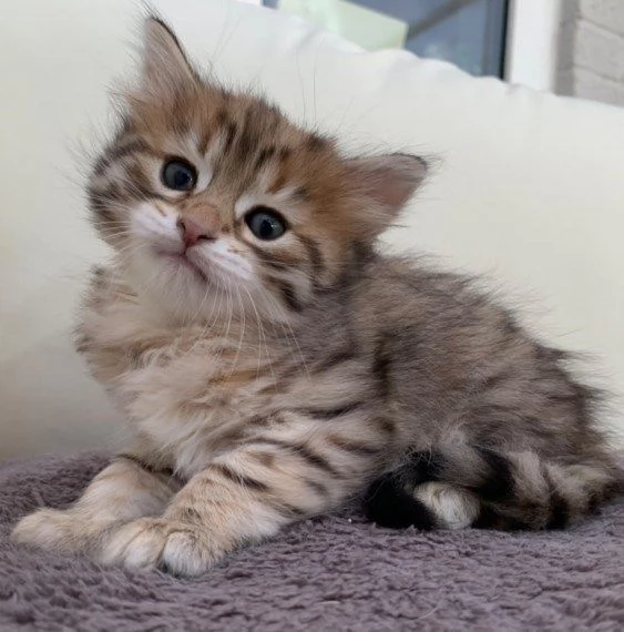 Stupendi gattini siberiani tigrati | Foto 0