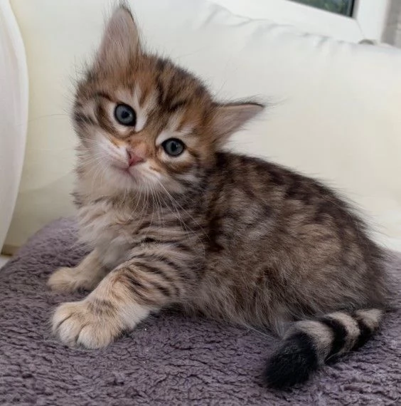 Stupendi gattini siberiani tigrati