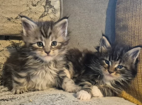Gattini di Siberiani in adozione