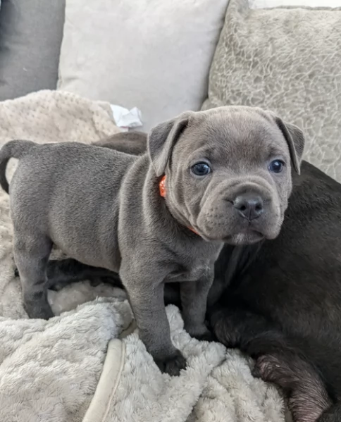 American staffordshire Blue cuccioli