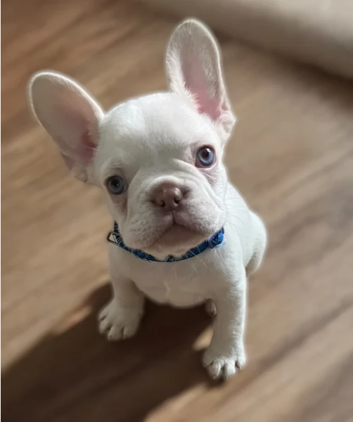 Sani Bouledogue Francese Piccola