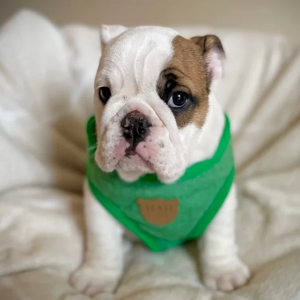 Cuccioli Bulldog Inglese Per Adozione