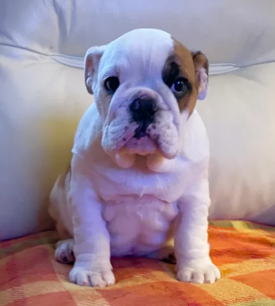Cuccioli Bulldog Inglese Per Adozione | Foto 0