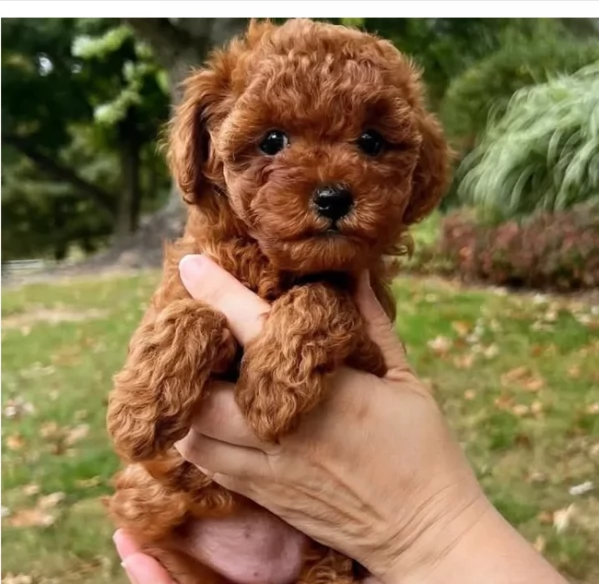 Barboncino toy rosso scuro