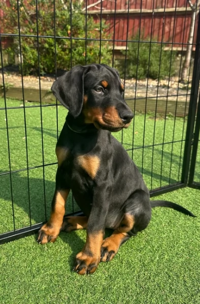 Dobermann cuccioli gratis