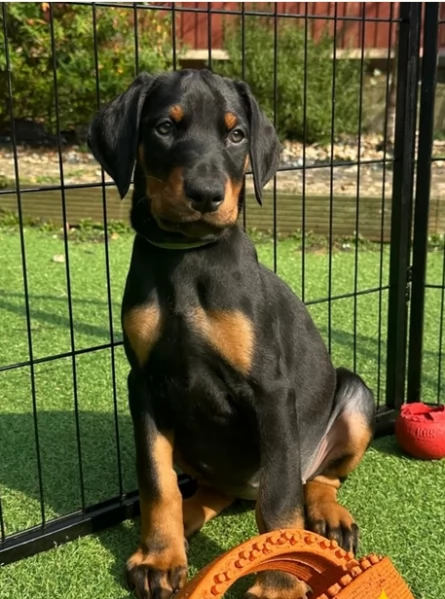 Cucciola di Dobermann di razza