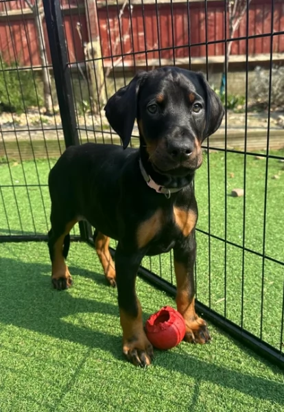 Due bellissime Dobermann Cuccioli