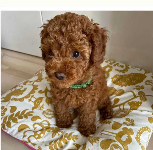 Barboncino Toy Rosso Profondo