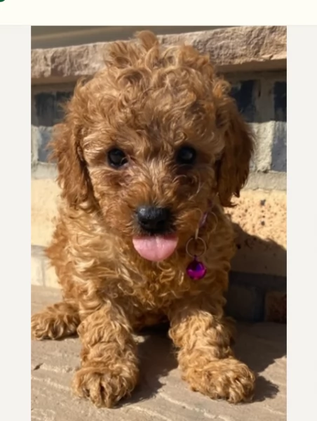 Adozione di barboncini rosso