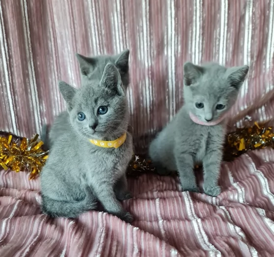 Giocosi Blu di Russia in adozione