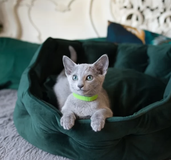 Blu di Russia per adozione subito