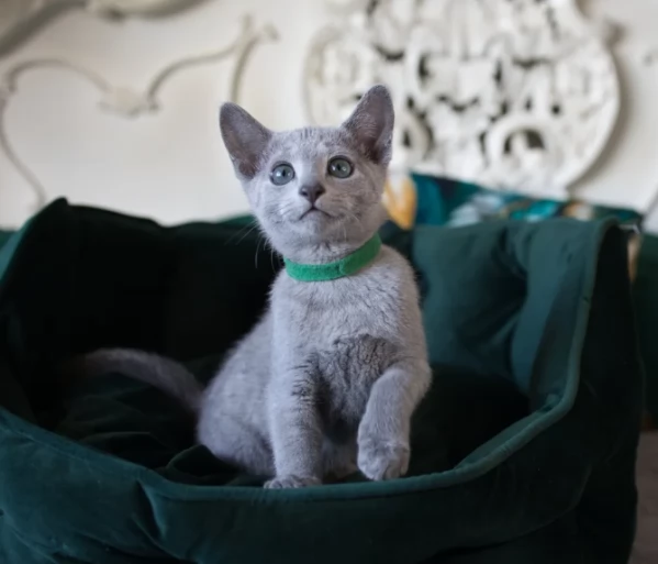 Blue di Russia maschio e femmina