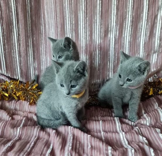 Meravigliosi Blu di Russia pronti