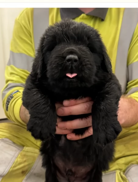 Terranova cuccioli puri