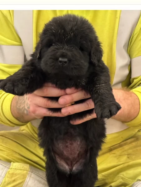 Terranova di razza puri