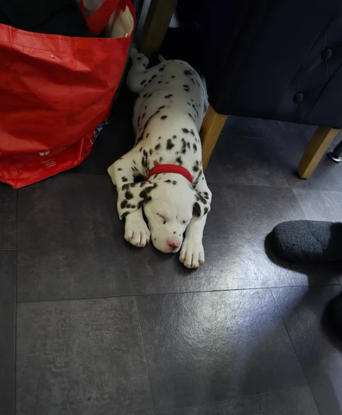 Cuccioli Dalmata di 3 mesi in adozione
