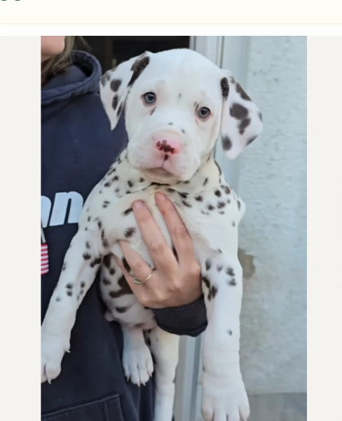 Affetuosi Dalmata Per Adozione