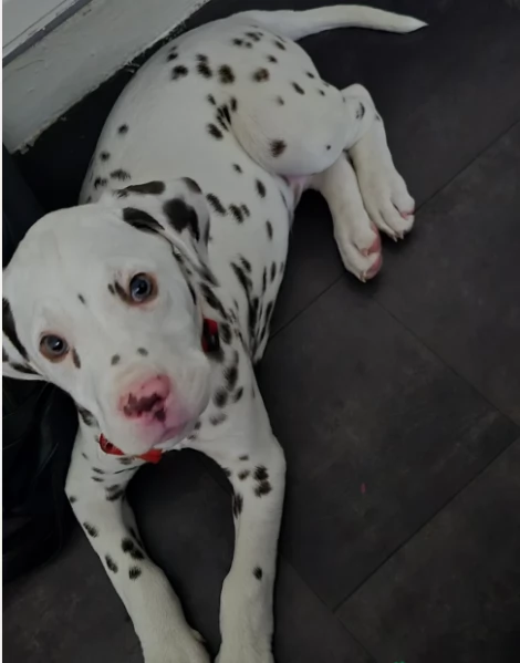 Dalmata Mascio e Femmina in Adozione