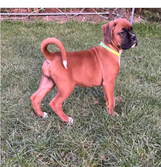 Cuccioli di Boxer maschi e femmine