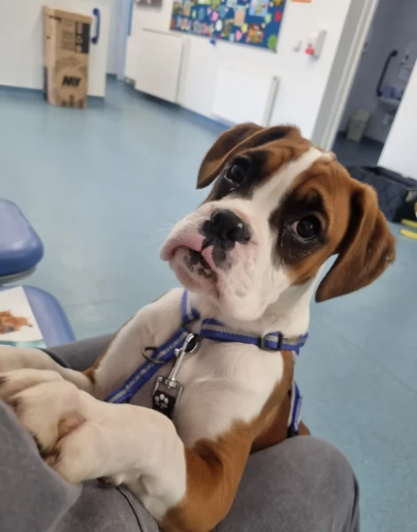 Cuccioli di Boxer Adozione Subito