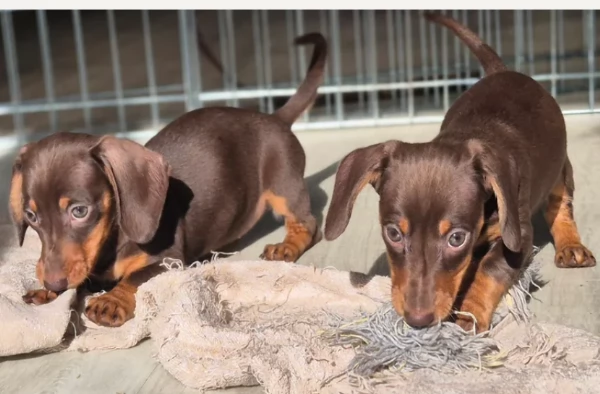 Bassotto Nano Chocoloate in Adozione