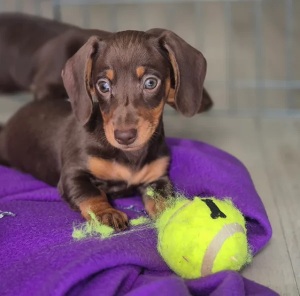 Bassotto Nano Chocoloate in Adozione | Foto 1