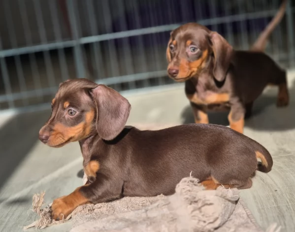 Bassotto Nano Chocoloate in Adozione | Foto 0