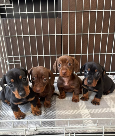 Bassotto Nano cuccioli per adozione