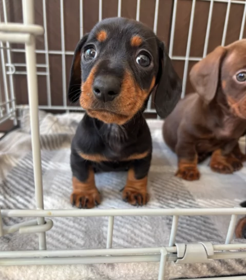 Bassotto Nano cuccioli per adozione | Foto 1
