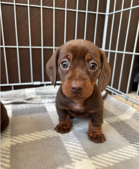 Bassotto Nano cuccioli per adozione | Foto 0
