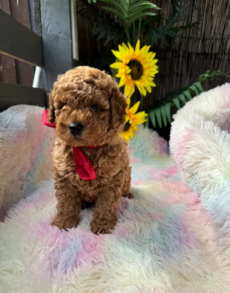 Cuccioli di Barboncini Red in adozione