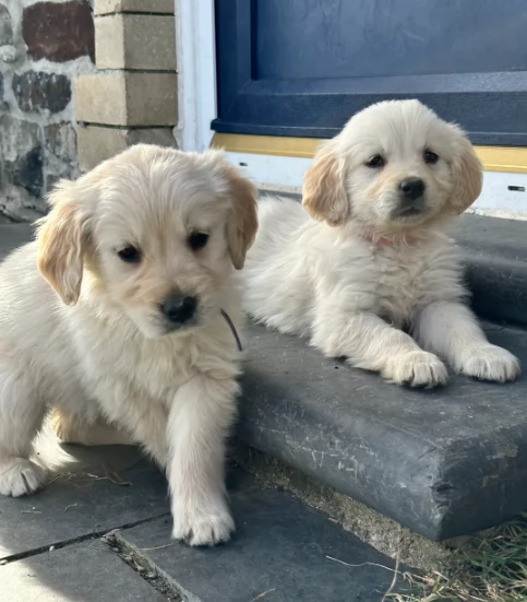 Golden Retriever Crema per adozione
