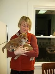 Adozione di Shiba Inu cuccioli | Foto 1