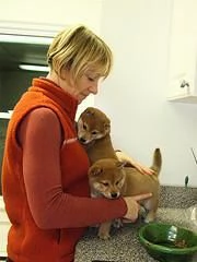 Adozione di Shiba Inu cuccioli | Foto 0