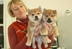 Adozione di Shiba Inu cuccioli