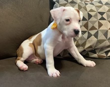 American Pitbull Cuccioli per adozione