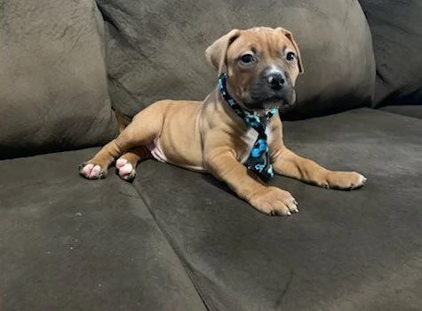 Adozione di American Pitbull cuccioli