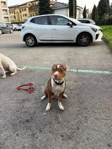 Vendo cuccioli di Pitbull 