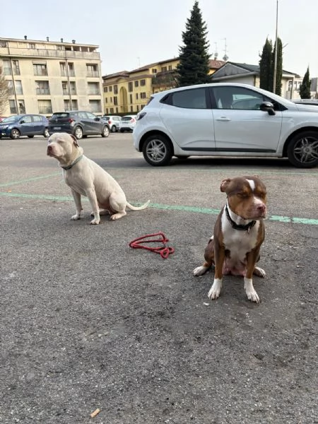 Vendo cuccioli di Pitbull  | Foto 2