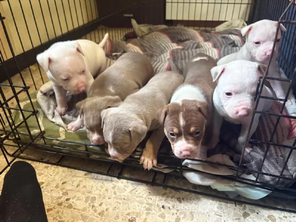 Vendo cuccioli di Pitbull  | Foto 1