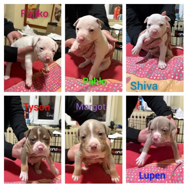 Vendo cuccioli di Pitbull  | Foto 0