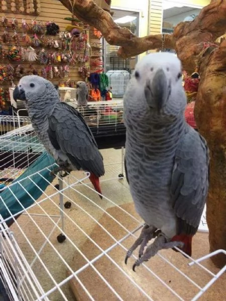 Pappagalli cenerini africani in adozione