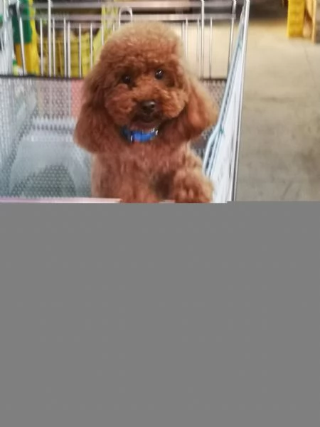 Barboncino toy  | Foto 3