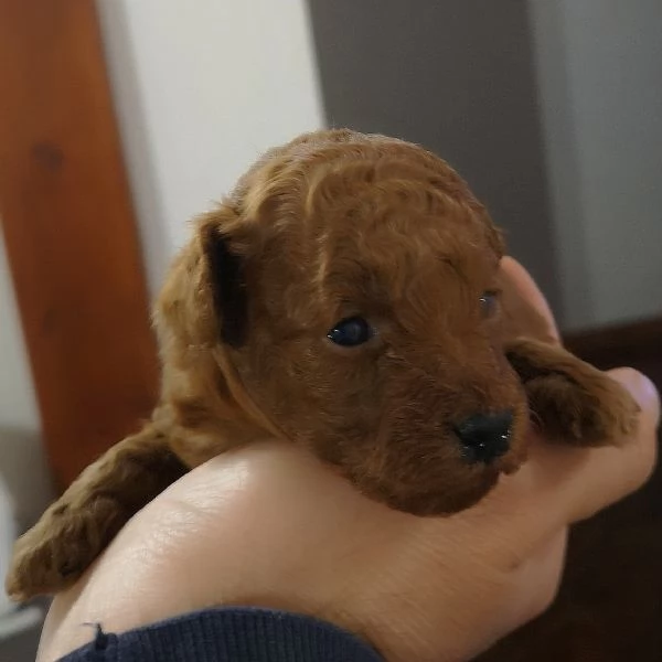 Barboncino toy  | Foto 2