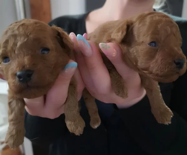 Barboncino toy  | Foto 1