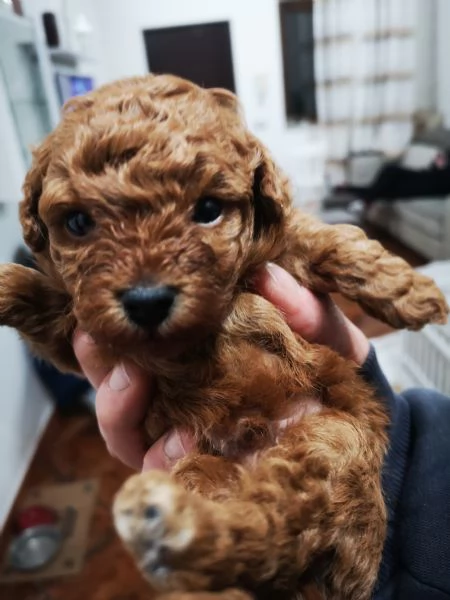 Barboncino toy  | Foto 0