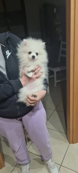 Pomerania nano 